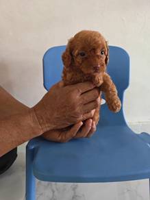 Rare! Red Nose Female Toy Poodle Teddy 泰迪