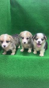 Pure Breed Long Fur Corgi (2M1F) 纯种长毛柯基宝宝
