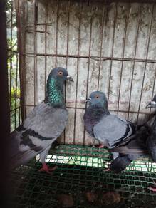 Merpati Kampung