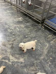 Toy poodle