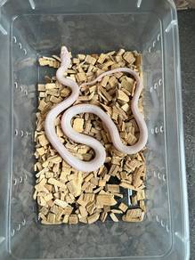 blizzard corn snake