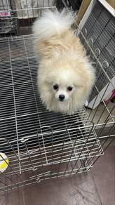10 mths old Male Pomeranian Puppy M-266