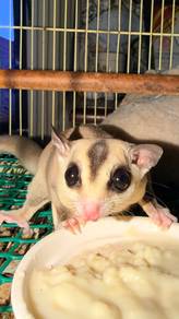 Sugar glider white face male