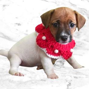 Jack russell pure breed