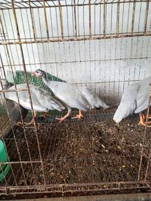 Ayam Mutiara (4ekor)