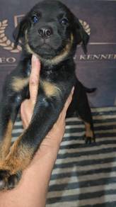 Rottweiler Dobermann 