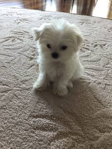Furry Maltese Snow White Baby Face Puppy Baby Pupp