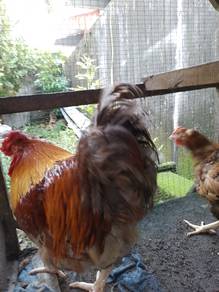 ayam hiasan 