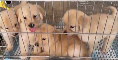 Golden Retriever 