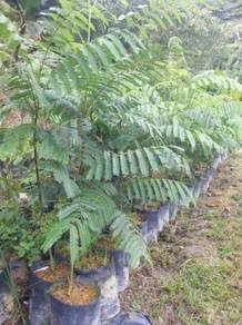 Pokok buahan, nadir, landskap, hutan
