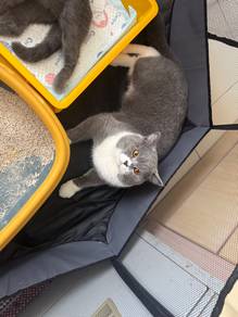 Bsh kitten adoption with small fee