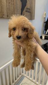 Toy poodle dog