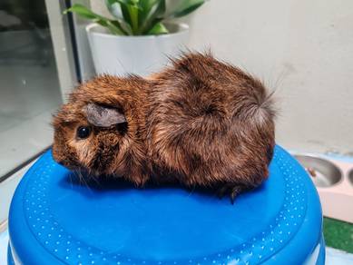 Guinea Pig