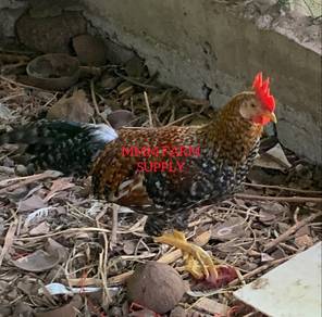 Ayam Kampung Jantan