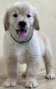 GOLDEN RETRIEVER PUPPIES M799🌻 Cream/Gold Female