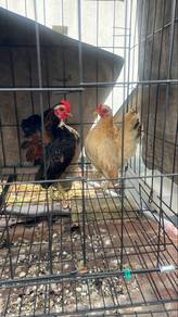 Ayam Serama Remaja (sepasang)