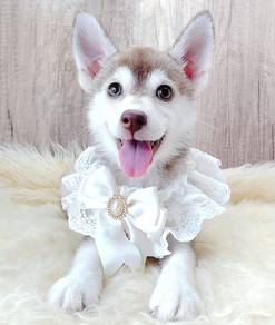 Pomsky