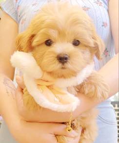 Maltipoo