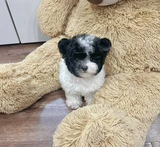 MINI POODLE PUPPIES S120 🌻 Premium Puppy Female