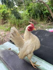 ayam serama 
