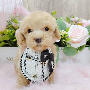 Poodle