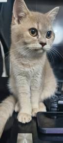 BSH Super Cute Bristish Short Hair  to sell