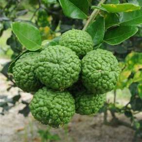 Buah limau purut organik