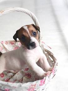 Jack russell terrier 5 months old