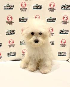 v46 Adorable Poochon Puppy