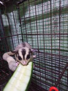 Sugar glider dewasa