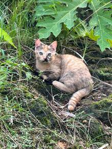 Red tabby munchkin