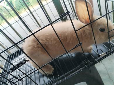 arnab mix (mini rex)