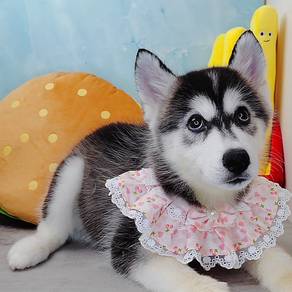 Wooly Husky