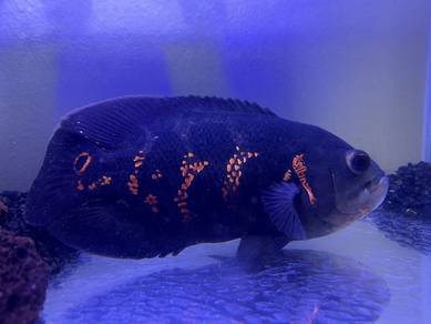 Oscar Tiger Black + Setup Tank