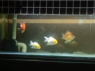 goldfish untuk dijual 