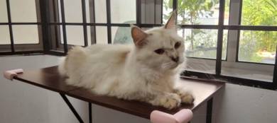 Mixed mainecoon female open swap