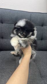 Blue Merle Female Pomeranian Puppy F-307