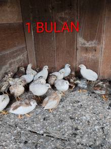puyuh mini pelbagai saiz 