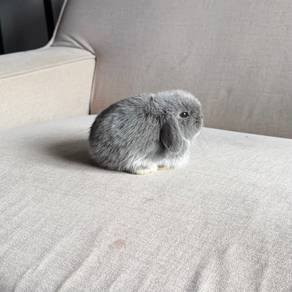 Holland lop bunny ear lop rabbit arnab