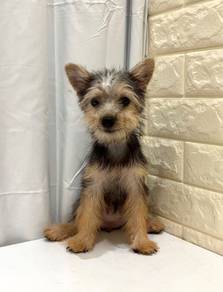 B2 Fluffy Silkese Dog