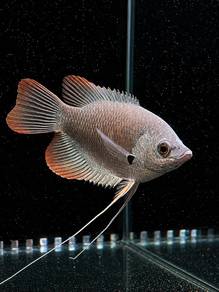Red Tail Gourami (Kaloi)