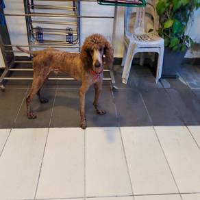 Giant Poodle