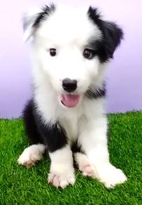 Border collie mka and microchip