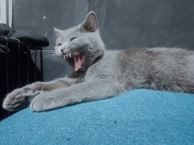 kucing British Shorthair 