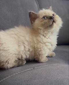 Lambkin Cat for Rehome