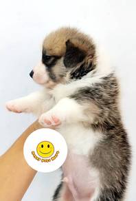 W1111 Welsh Corgi long haired puppy