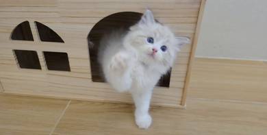 ragdoll