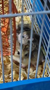 hamster syrian, roborovski dan campbell