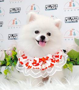 Pomeranian