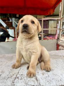 Labrador Retriever,